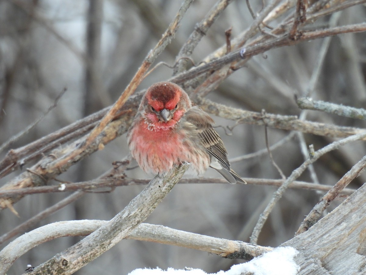 House Finch - ML646651106