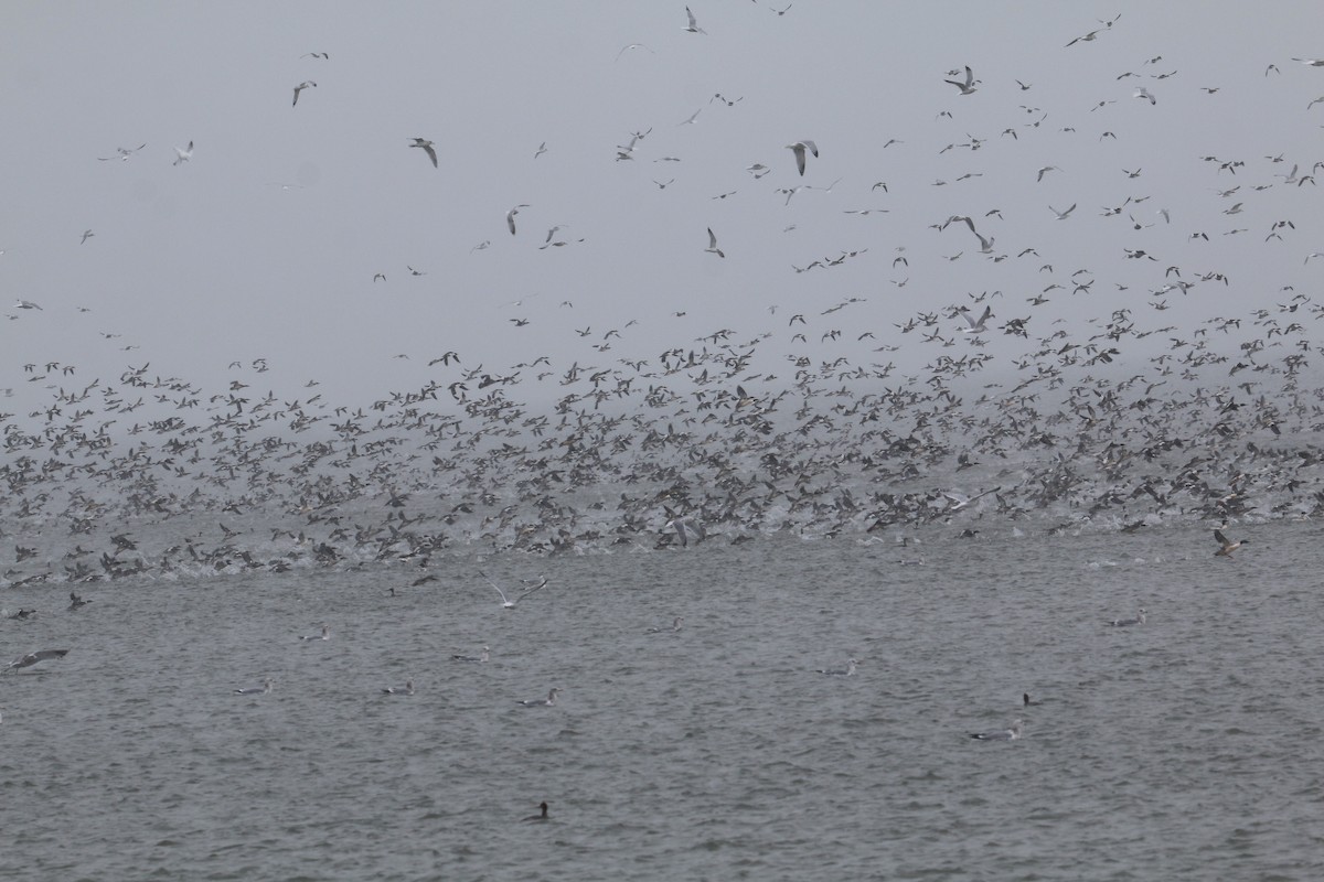 Serreta Mediana - ML646651107