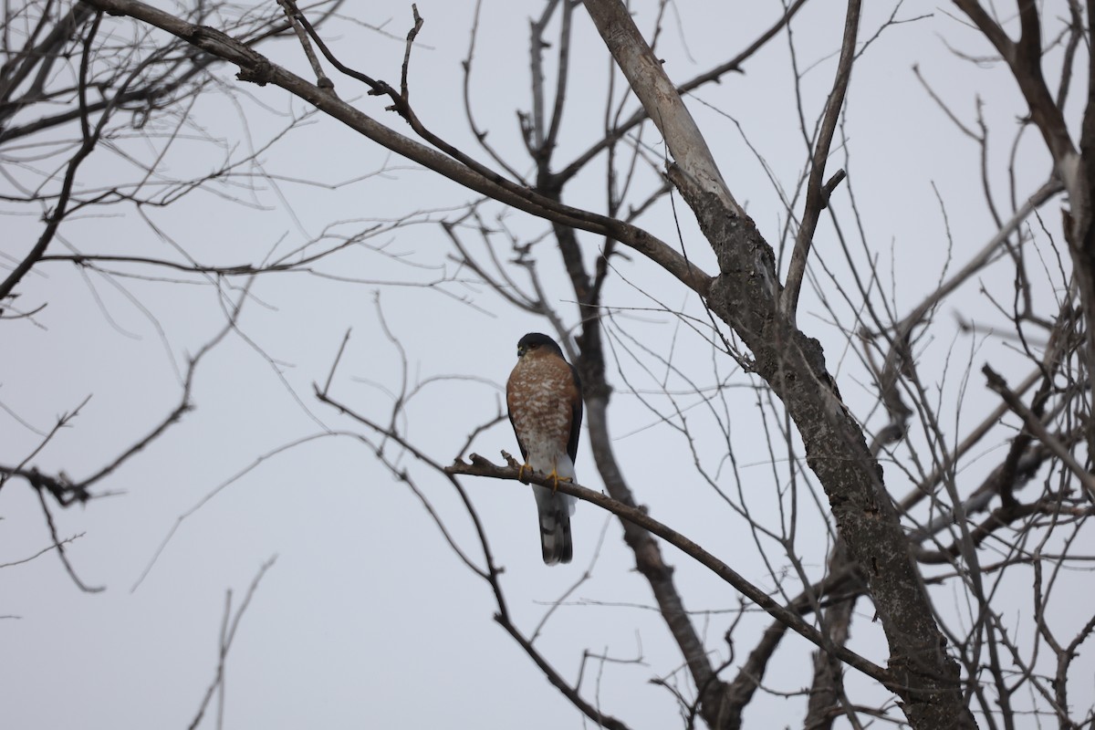 parulahauk (velox gr.) - ML646651108