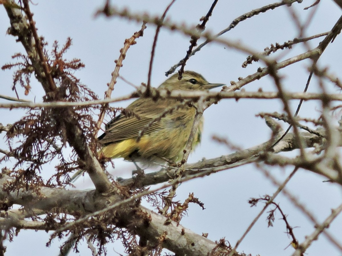 Palm Warbler - ML646651109