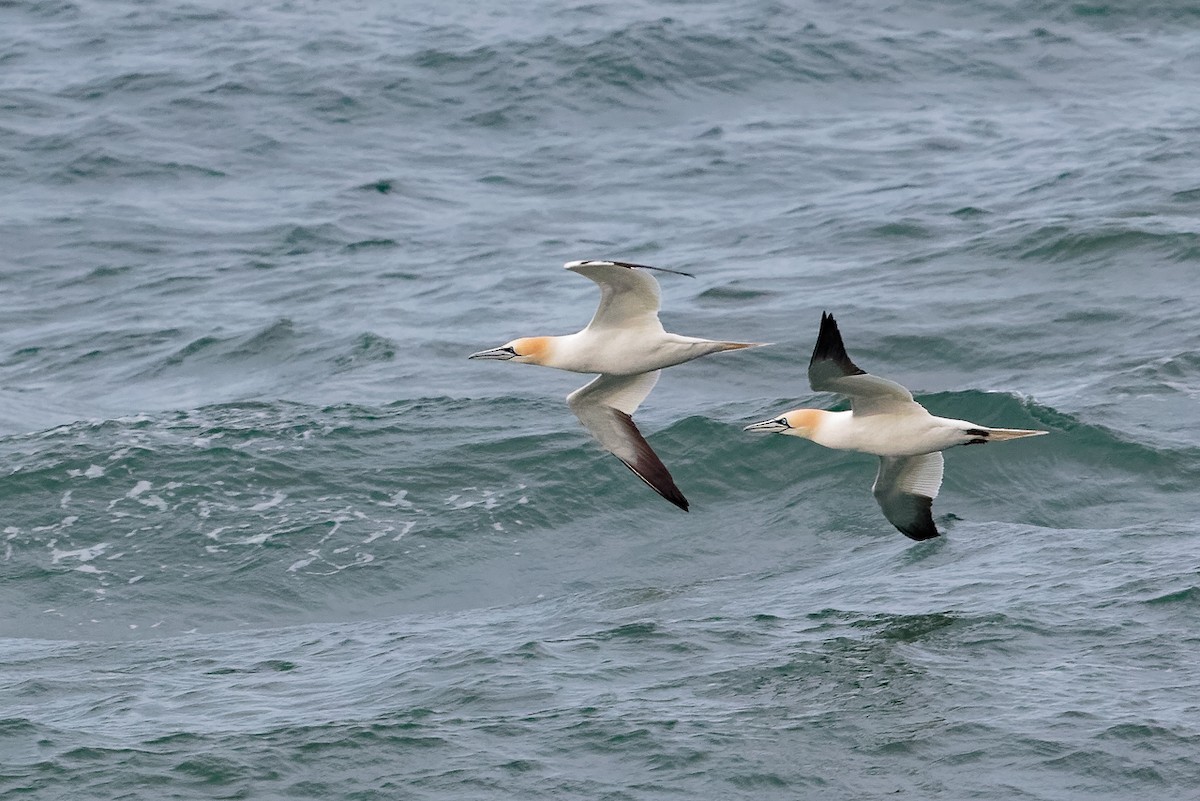 Northern Gannet - ML646651110