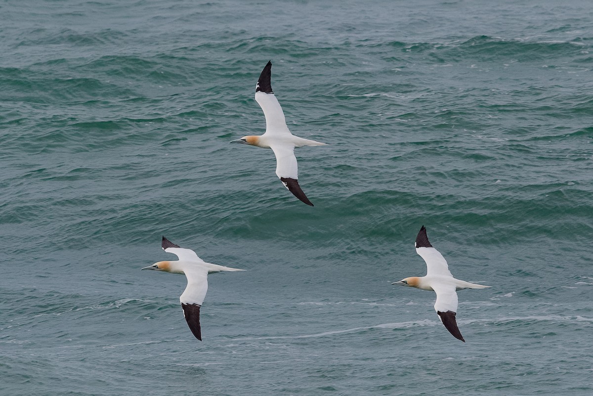 Northern Gannet - ML646651111