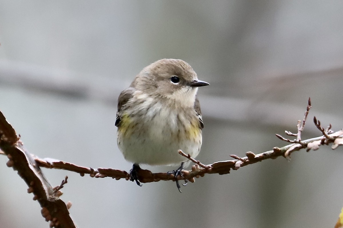 Yellow-rumped Warbler - ML646651112