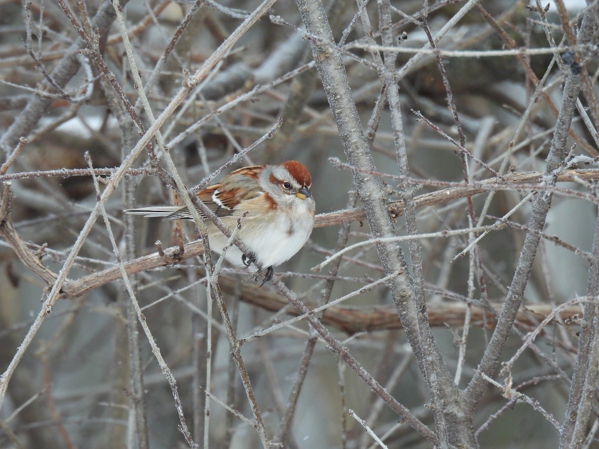 American Tree Sparrow - ML646651113