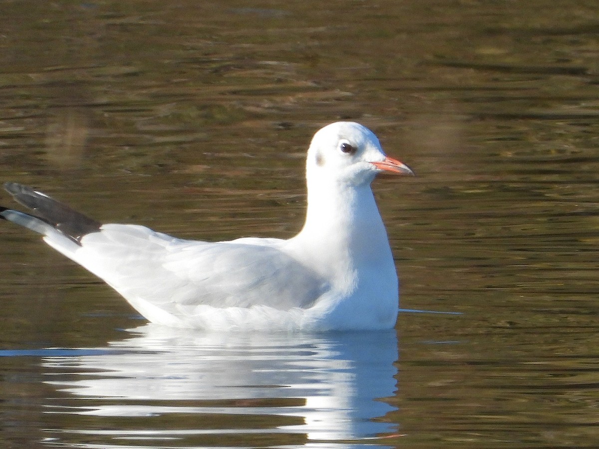 Black-headed Gull - ML646651114