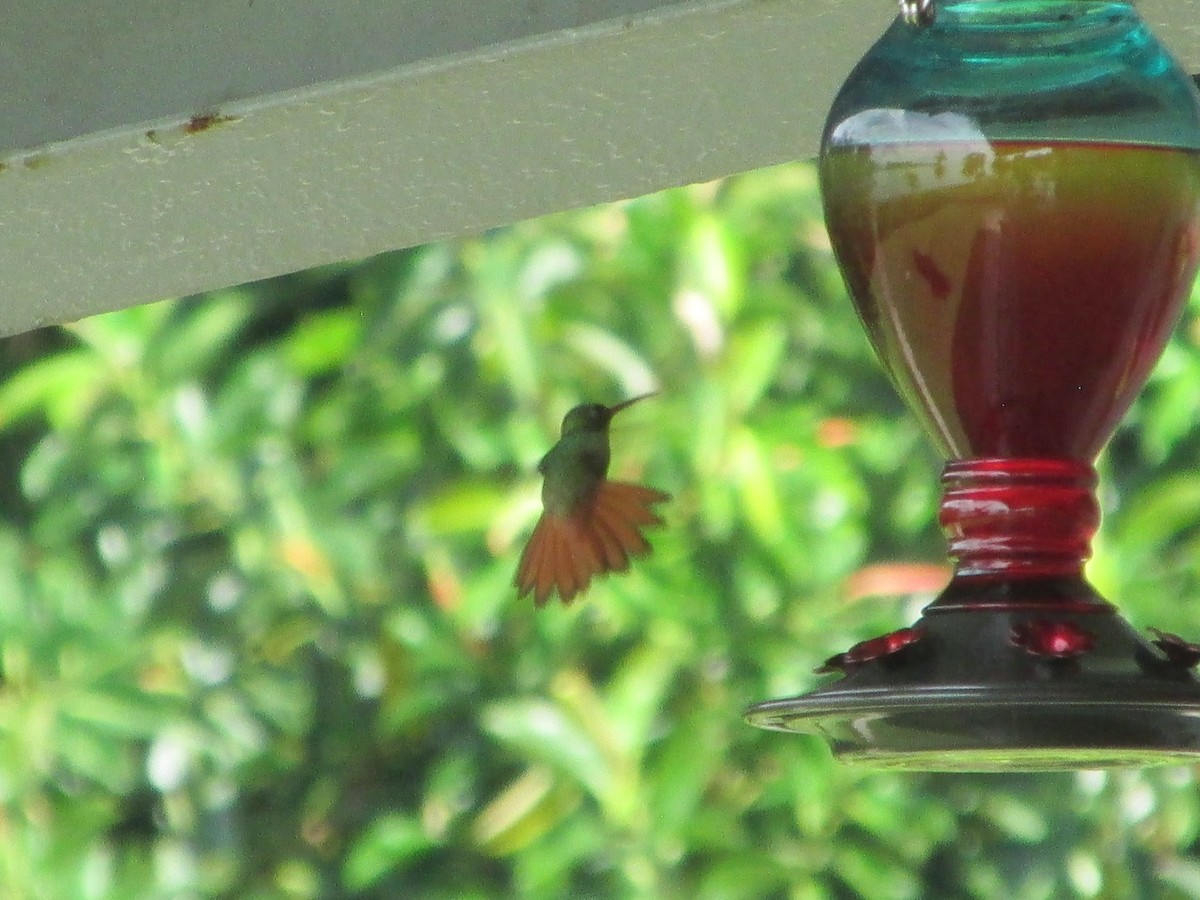 Rufous-tailed Hummingbird - ML646651115
