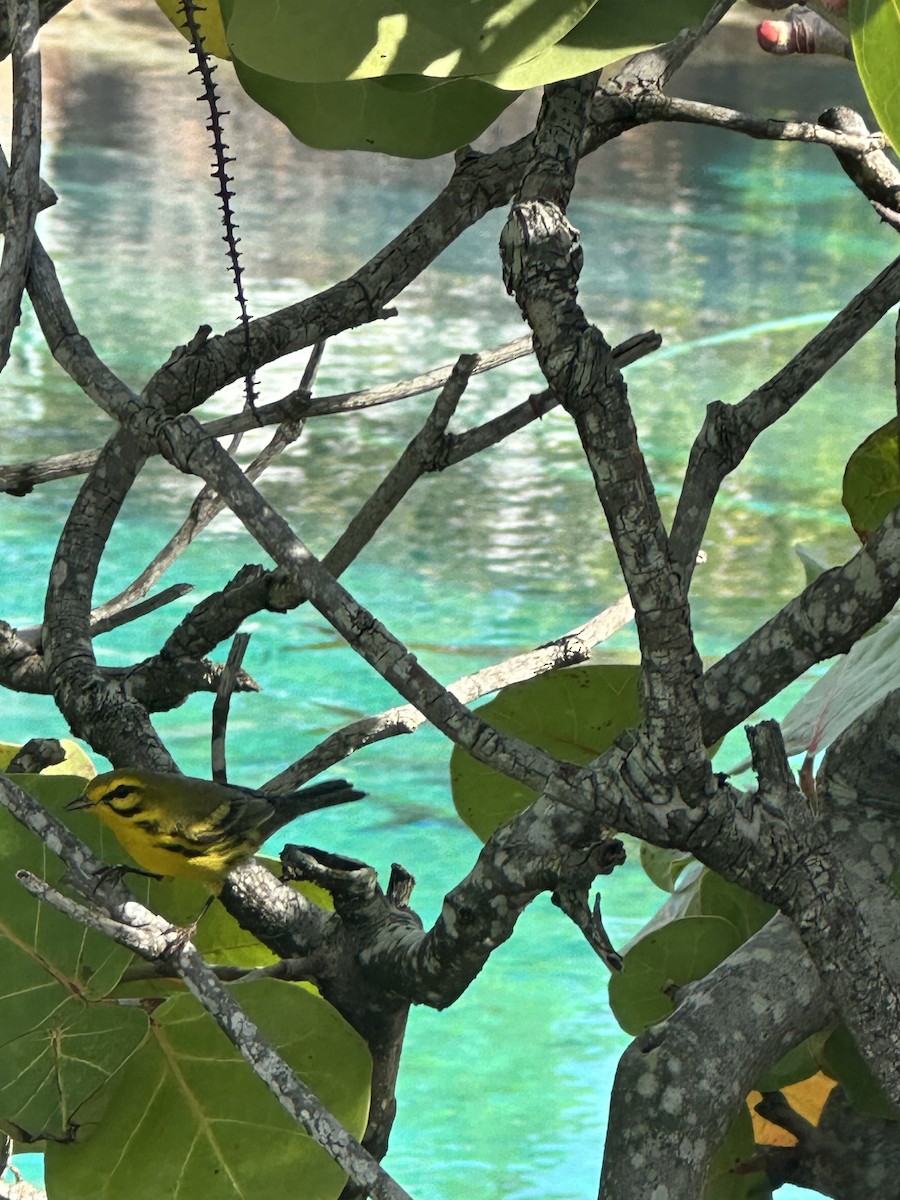 סבכון ערבות - ML646651116