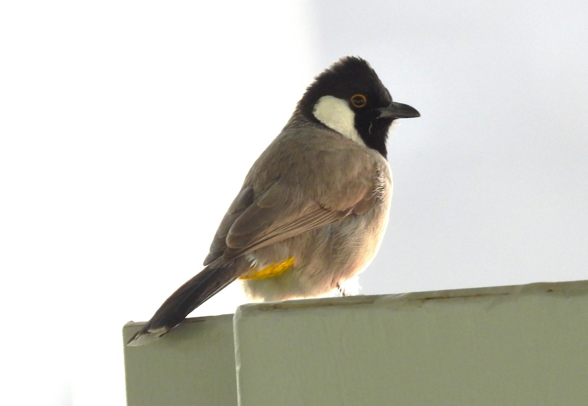White-eared Bulbul - ML646651117