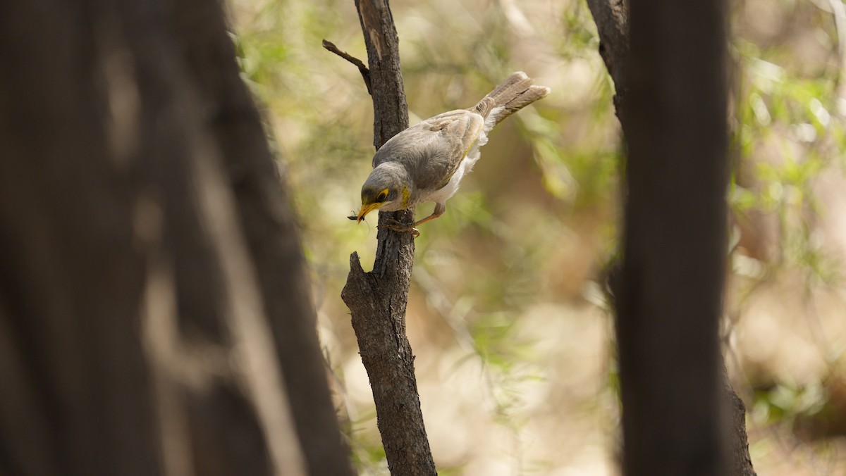 Yellow-throated Miner - ML646651119