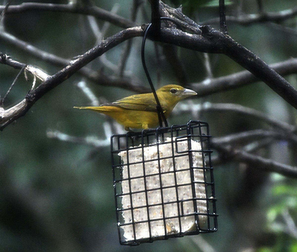 להבית אדומה - ML646651128