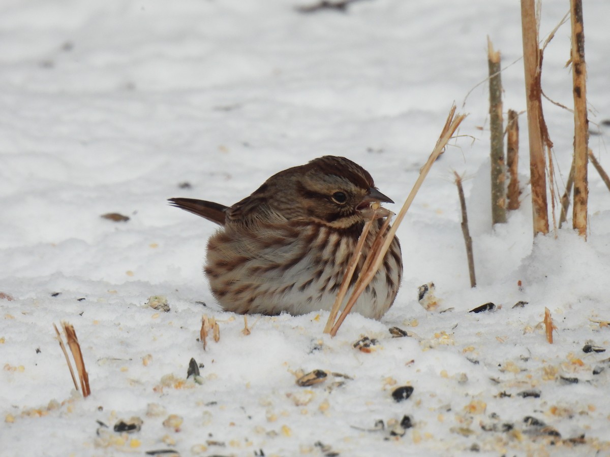Song Sparrow - ML646651129