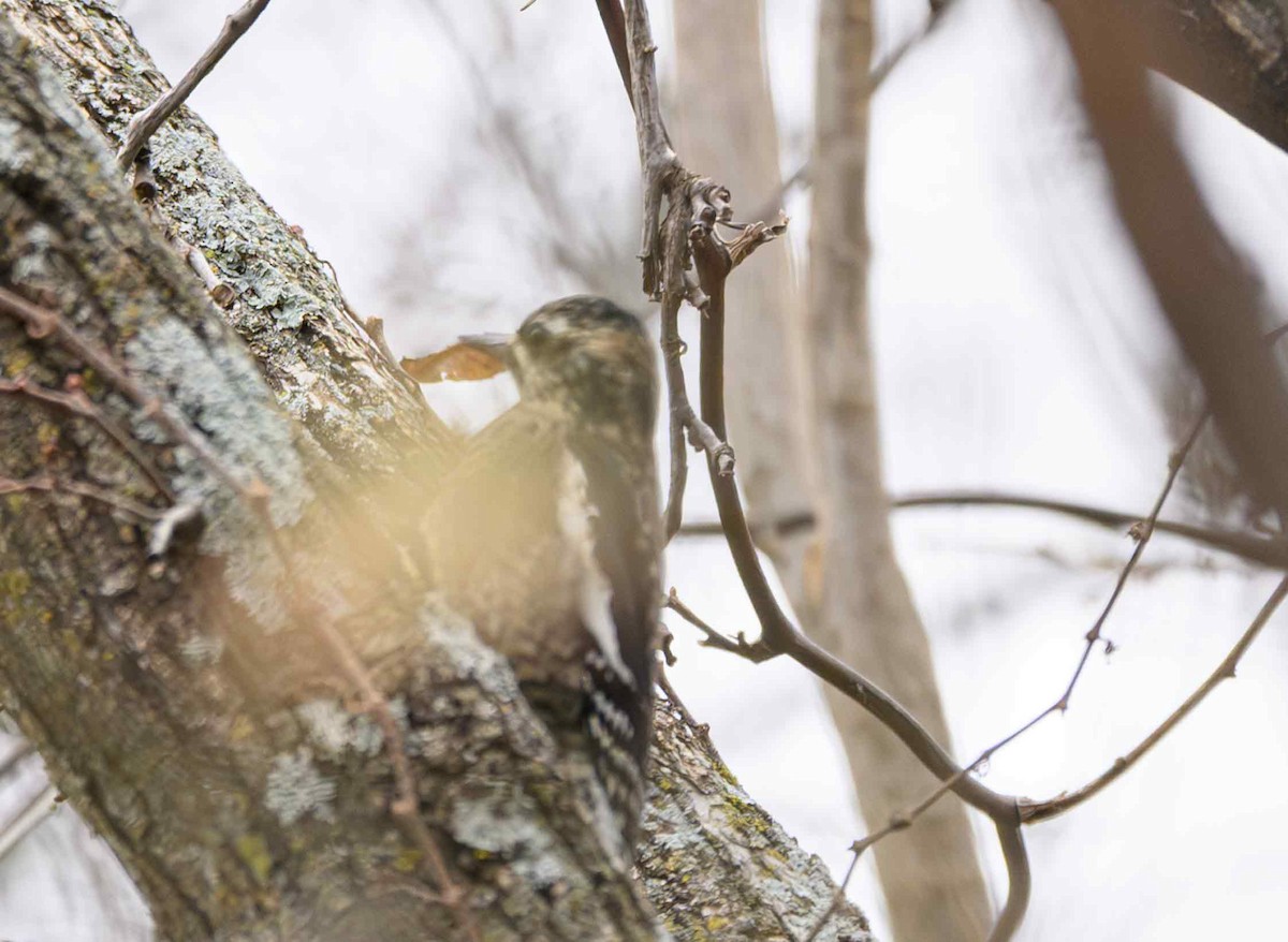Yellow-bellied Sapsucker - ML646651138