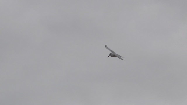 Sandwich Tern - ML646651139