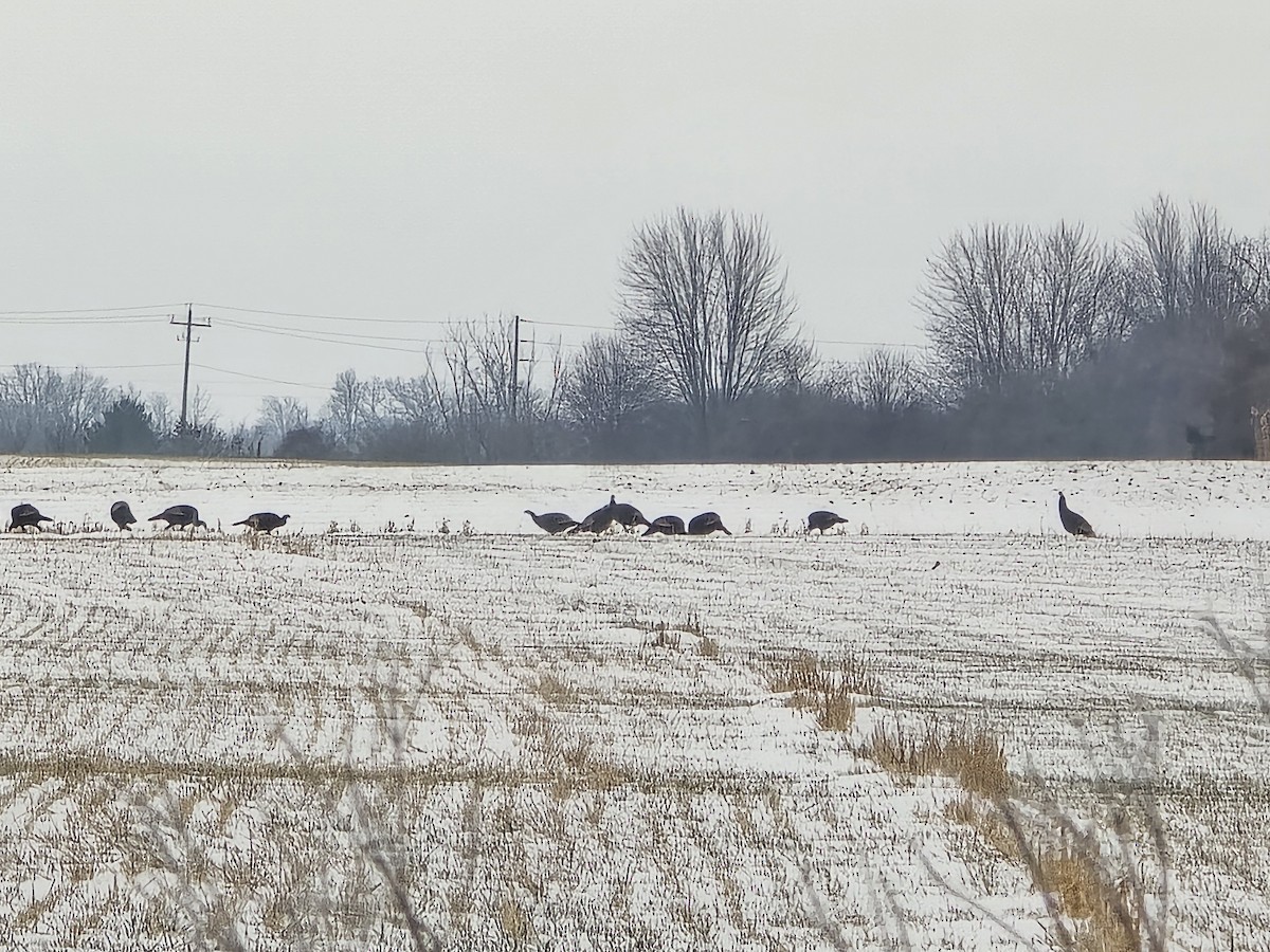 Wild Turkey - ML646651141