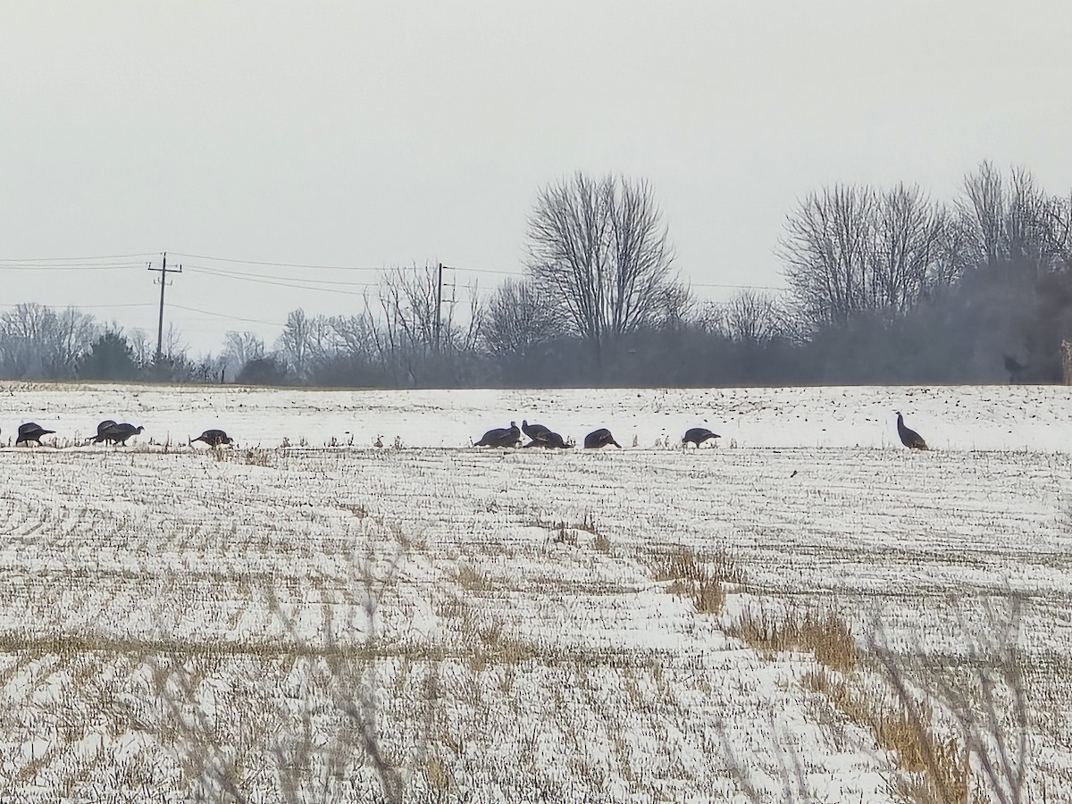 Wild Turkey - ML646651142