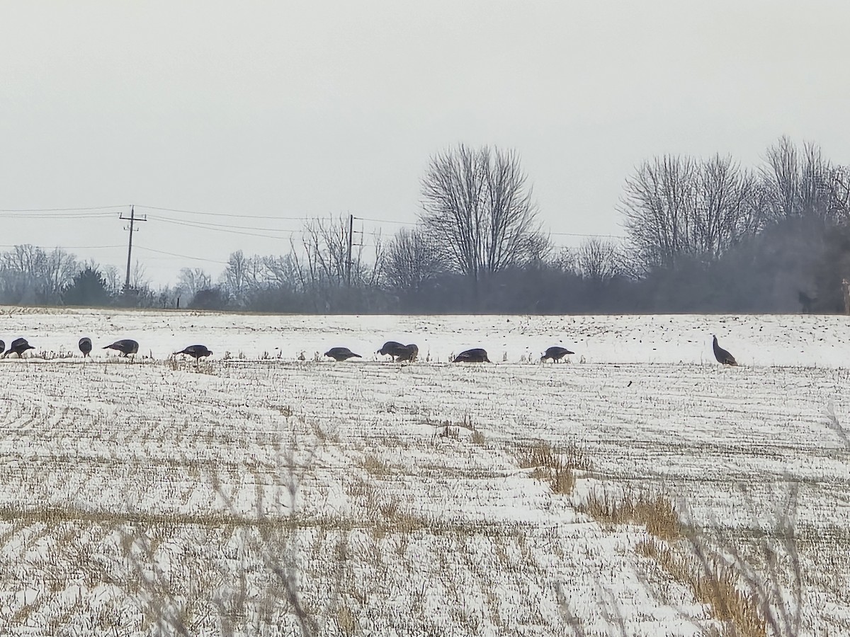 Wild Turkey - ML646651143