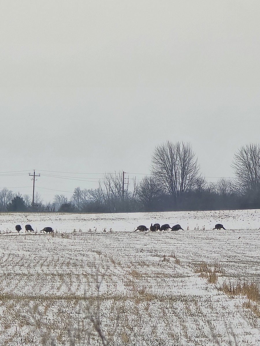 Wild Turkey - ML646651144