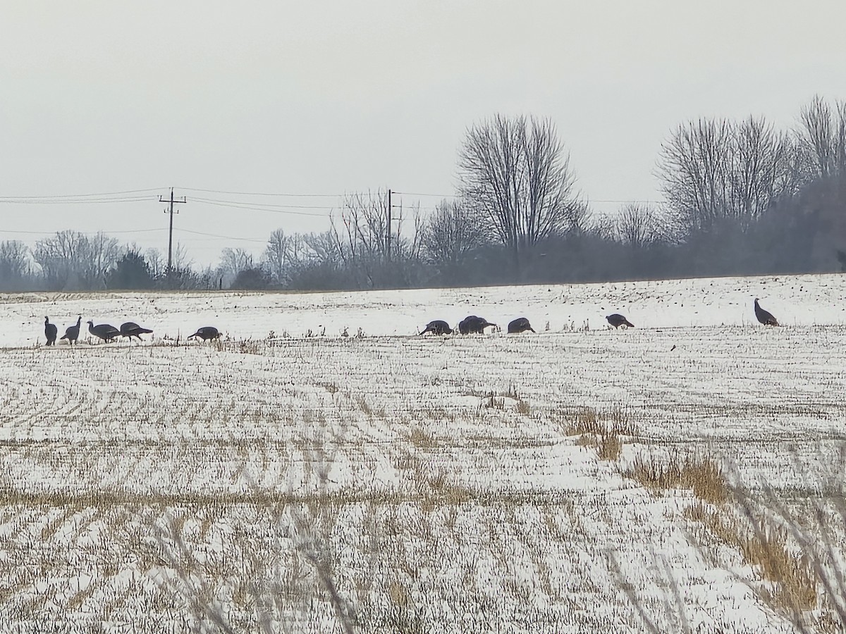 Wild Turkey - ML646651145