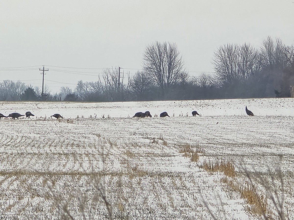 Wild Turkey - ML646651146