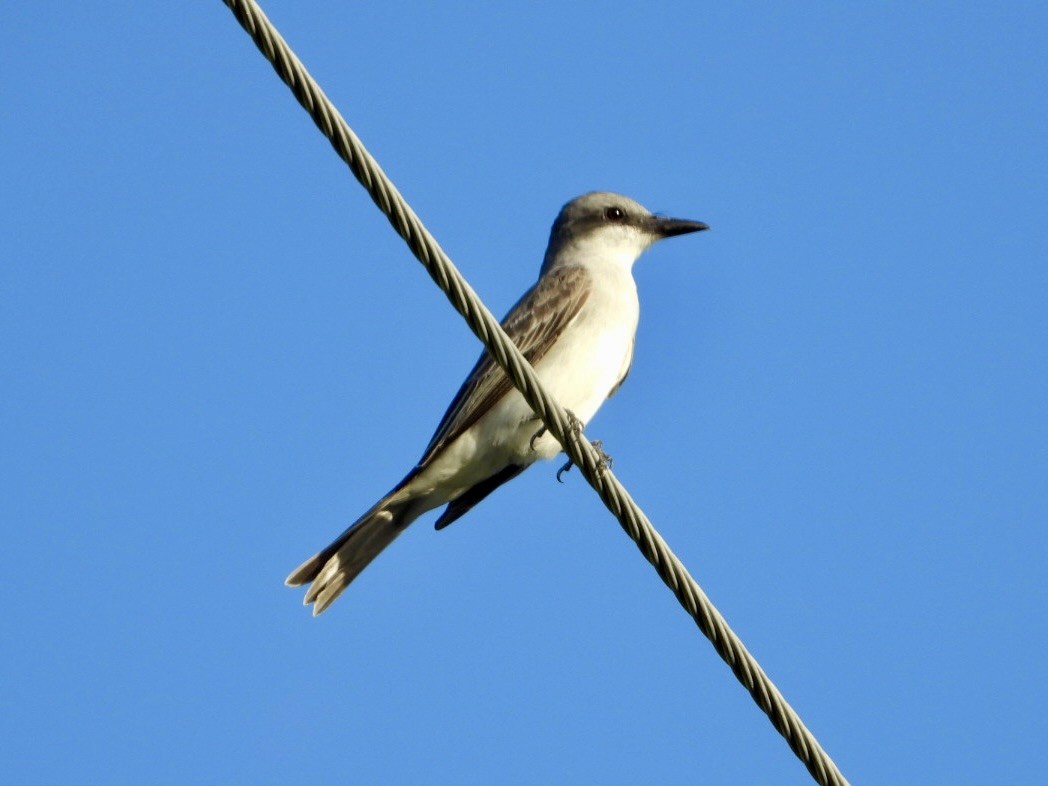 Gray Kingbird - ML646651147