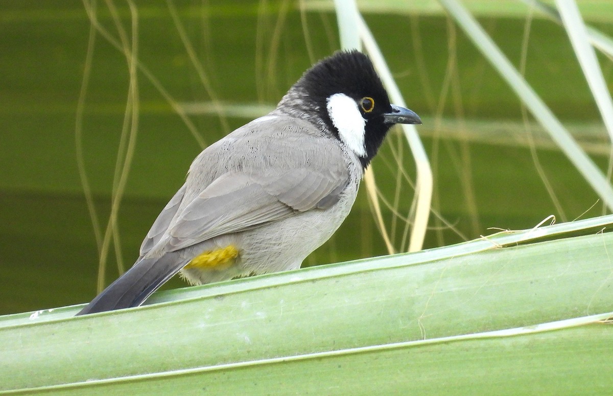 White-eared Bulbul - ML646651148