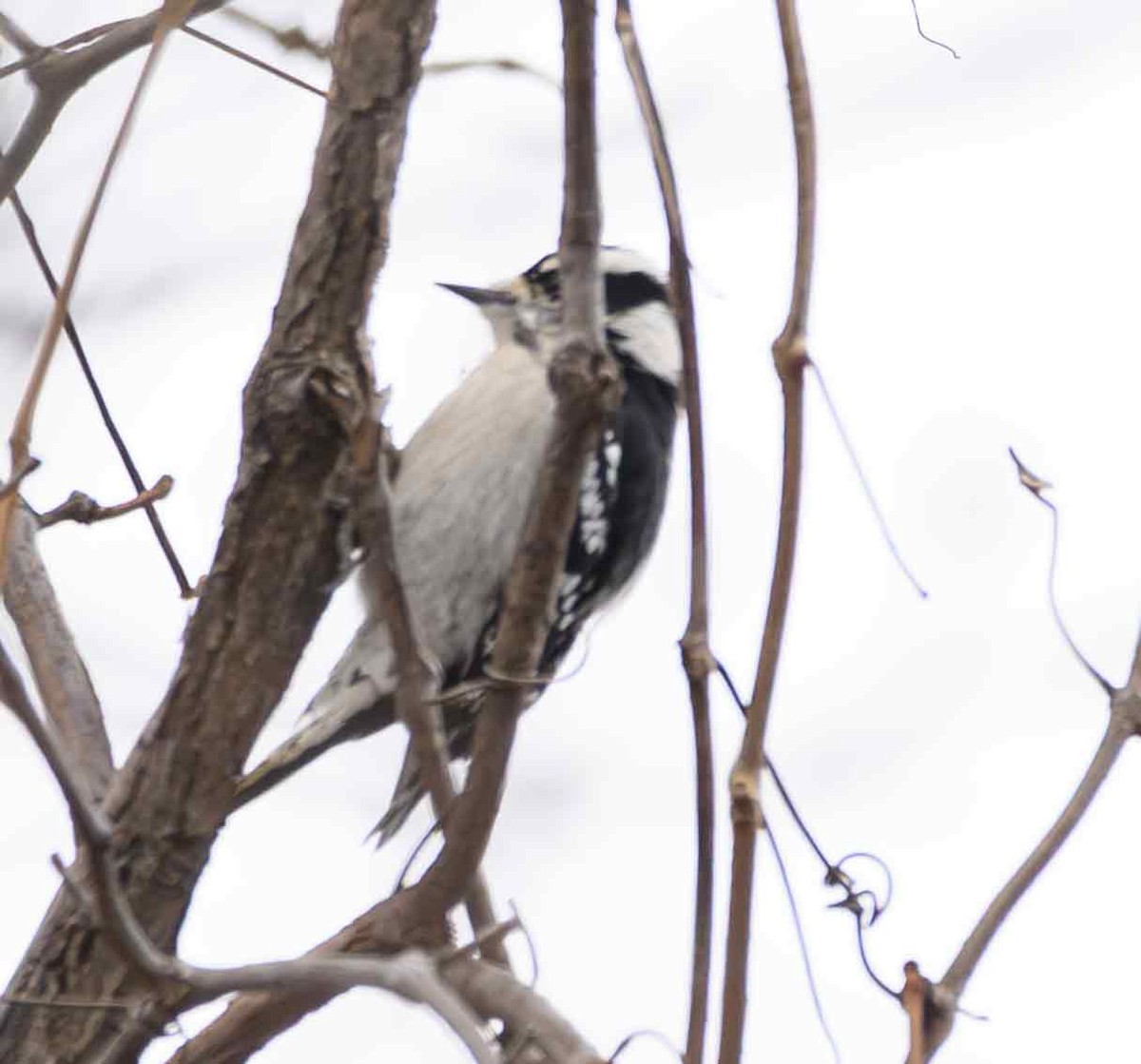 Downy Woodpecker - ML646651149
