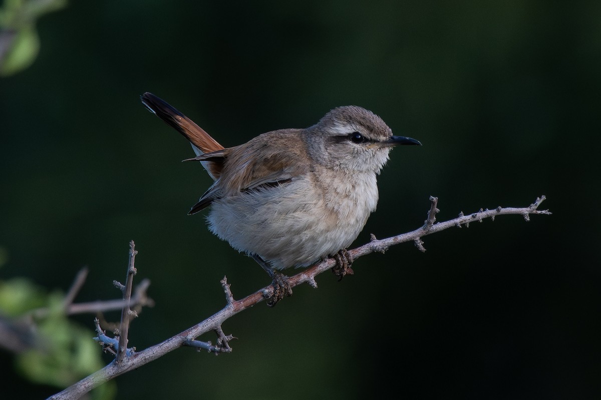 Kalahari Scrub-Robin - ML646651153