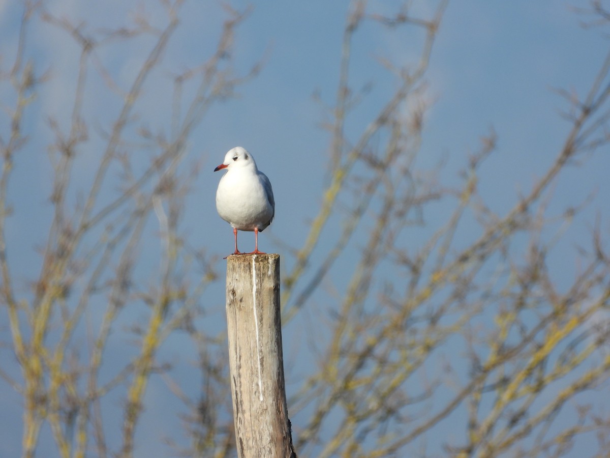 Black-headed Gull - ML646651156