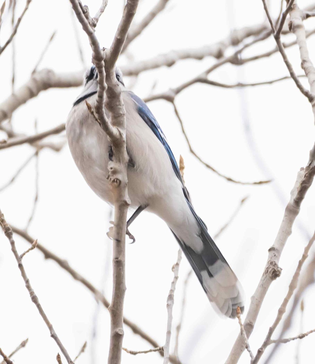 Blue Jay - ML646651157