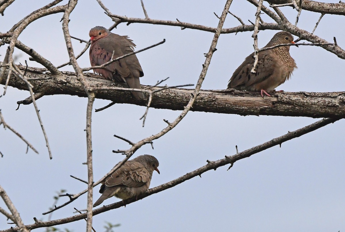 Common Ground Dove - ML646651159