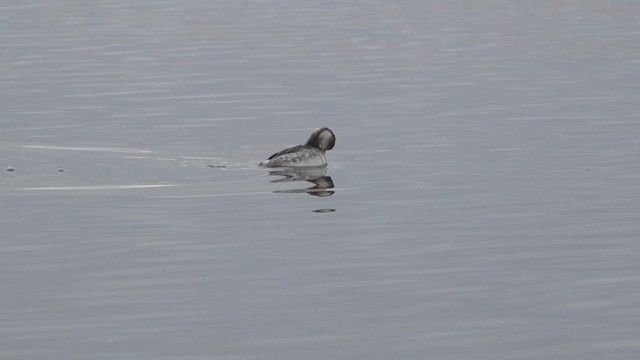 Eared Grebe - ML646651160