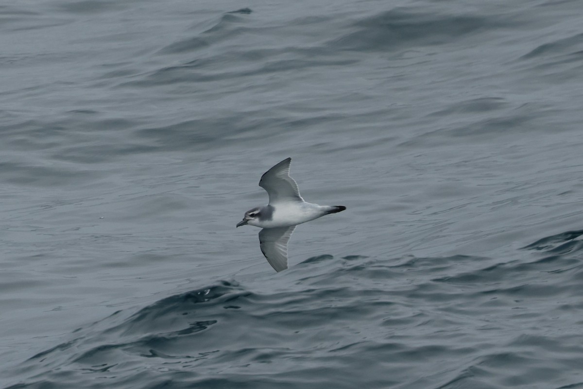 Пріон sp. - ML646651163