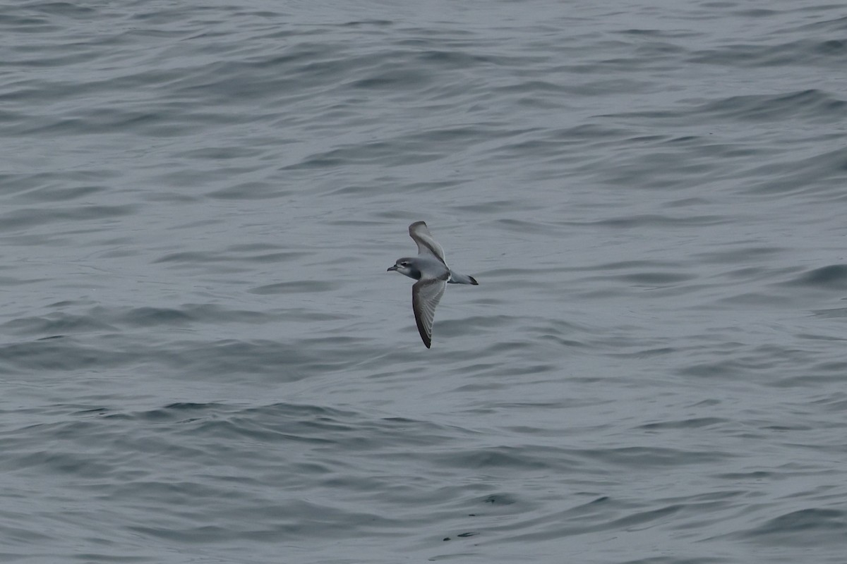 Пріон sp. - ML646651164