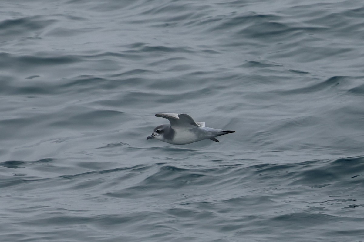 Пріон sp. - ML646651165