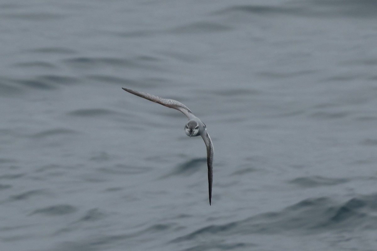 Пріон sp. - ML646651166