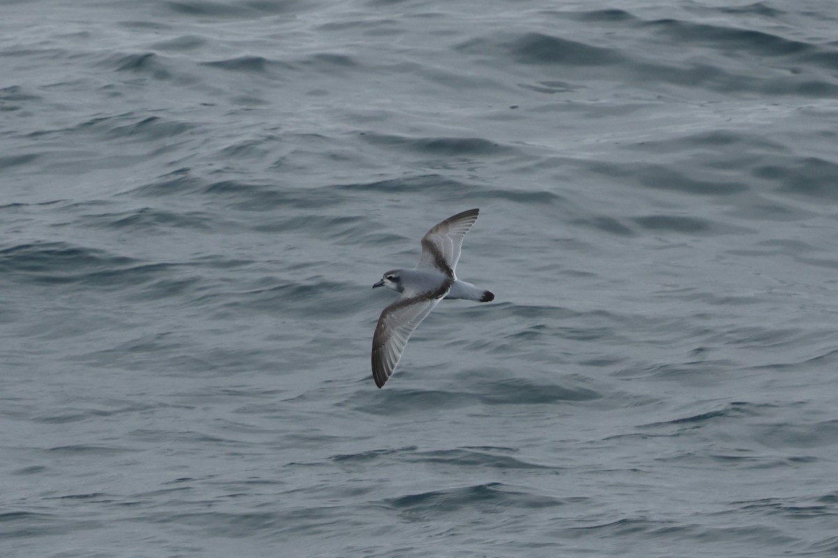 Пріон sp. - ML646651167