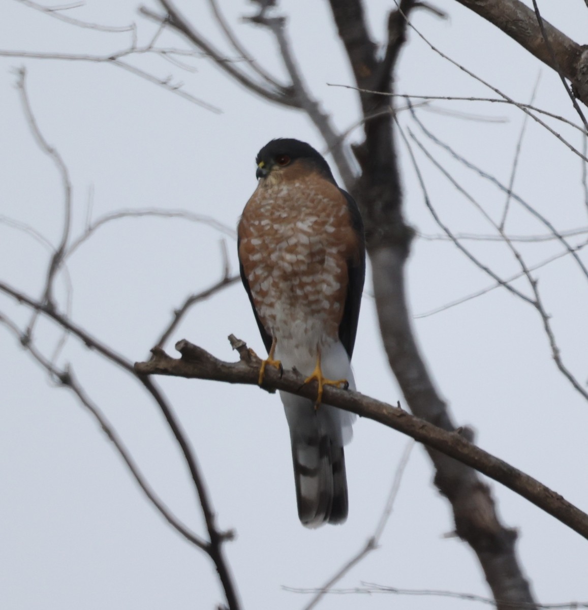 Sharp-shinned Hawk (Northern) - ML646651172