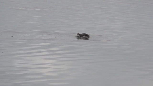 Пірникоза чорношия - ML646651173