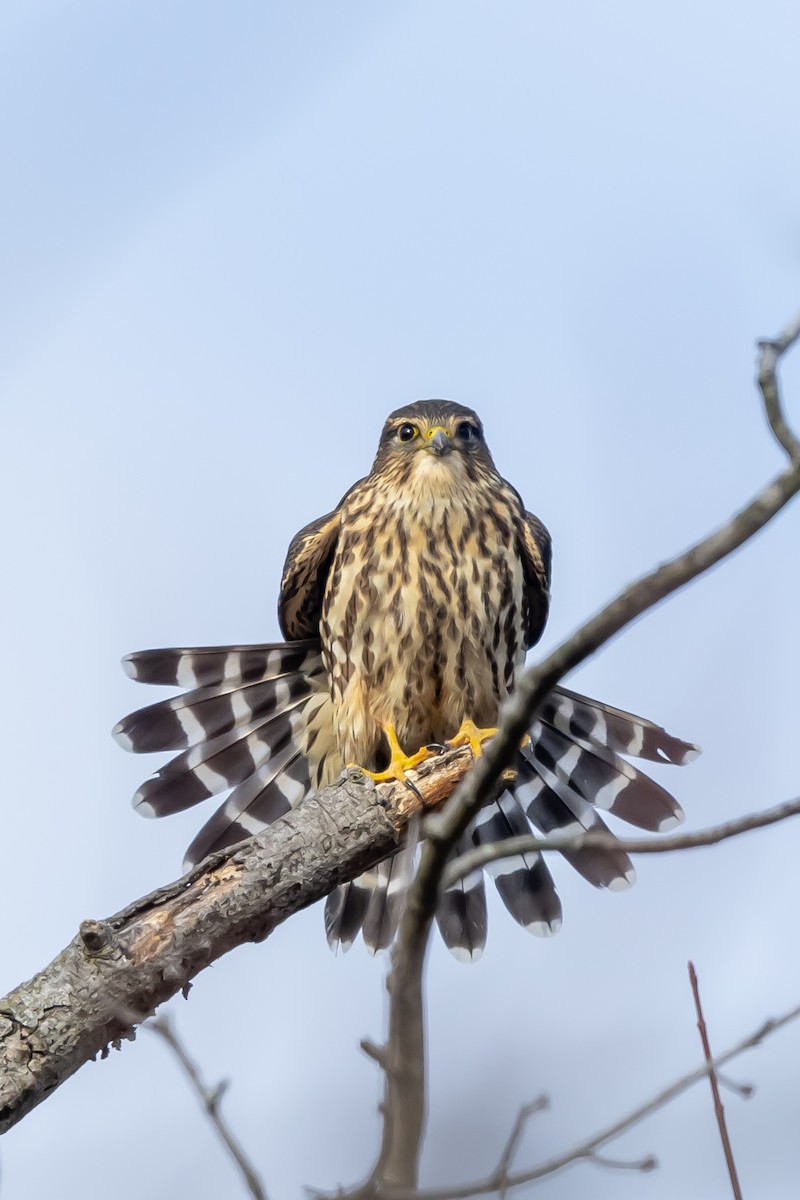 Merlin - ML646651175