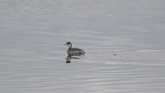 Пірникоза чорношия - ML646651178