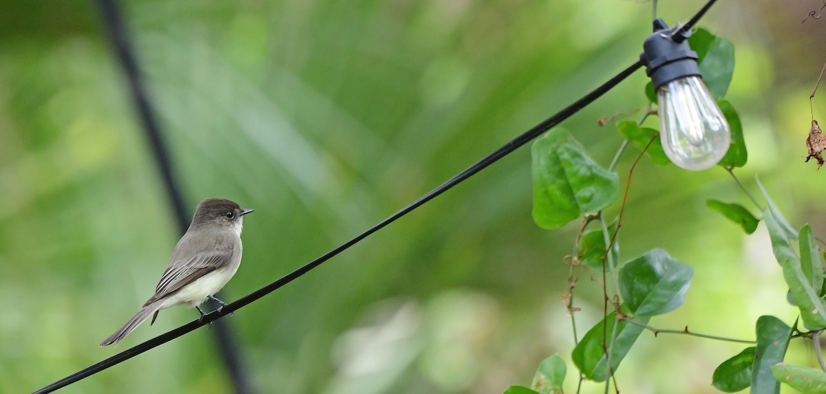 Moucherolle phébi - ML646651182