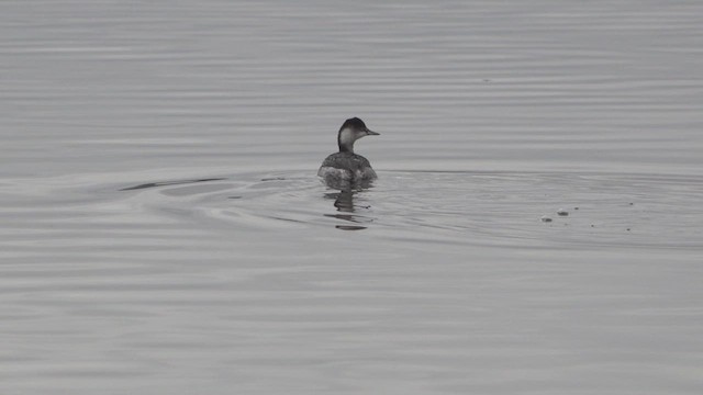 Пірникоза чорношия - ML646651183