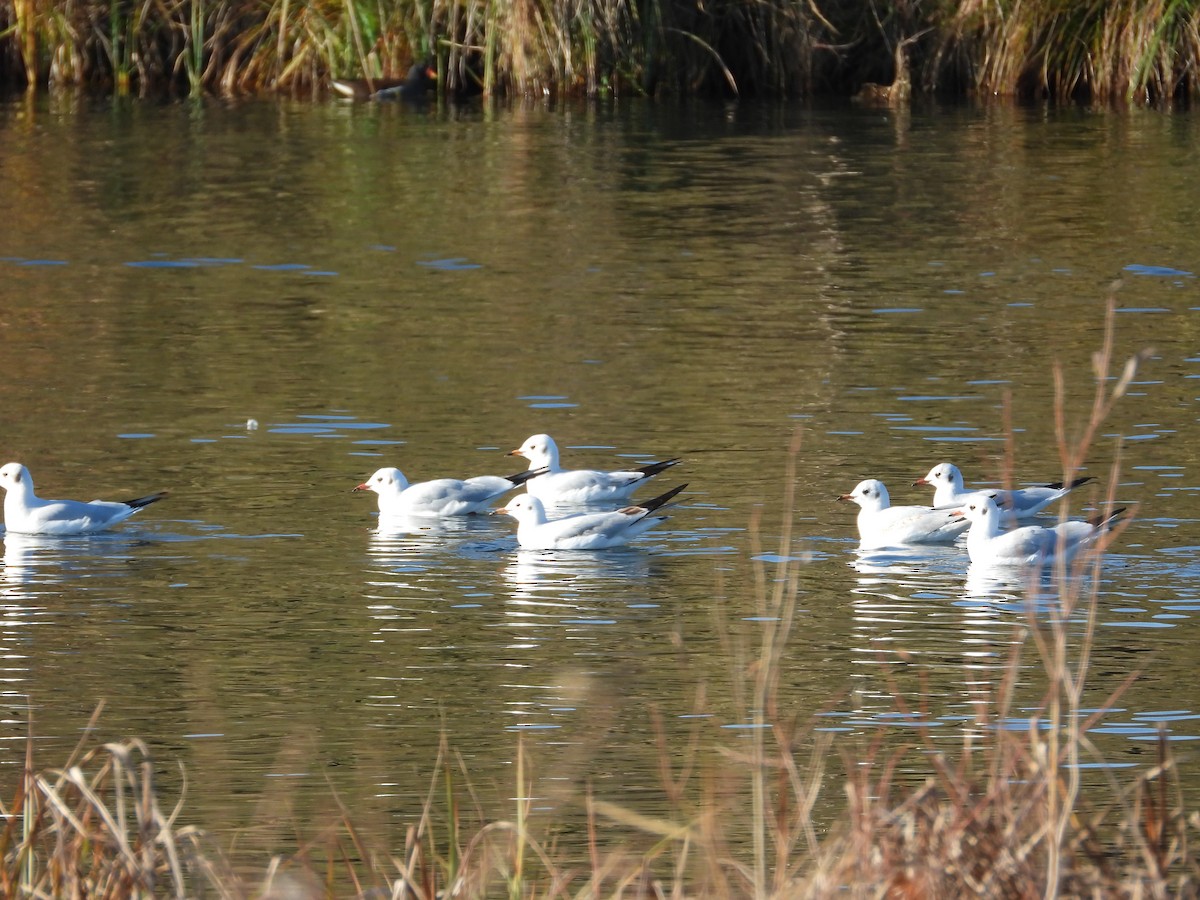 racek chechtavý - ML646651186