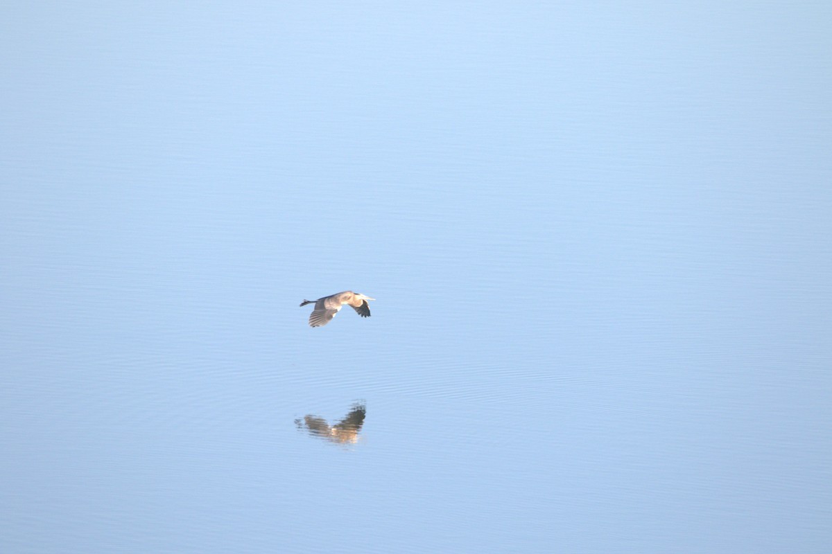 Great Blue Heron - ML646651187