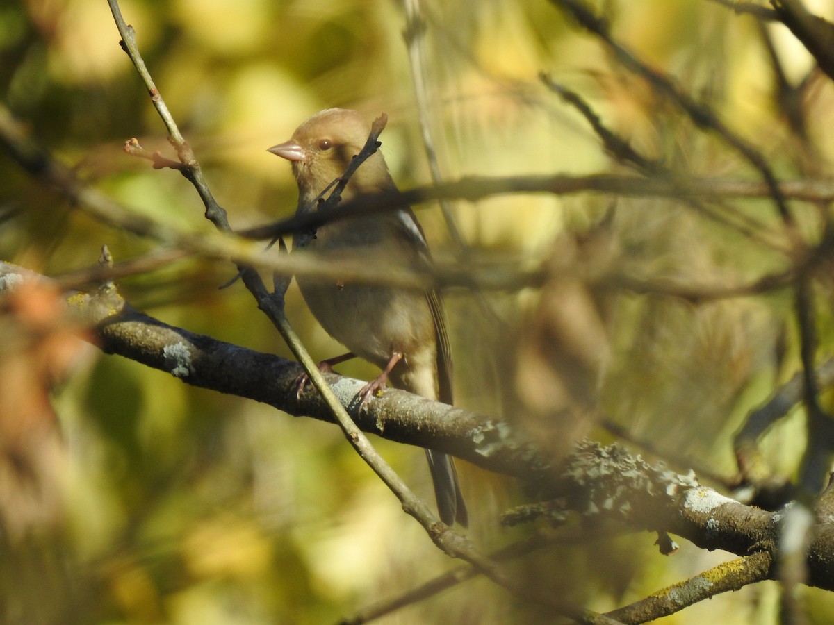 Common Chaffinch - ML646651188