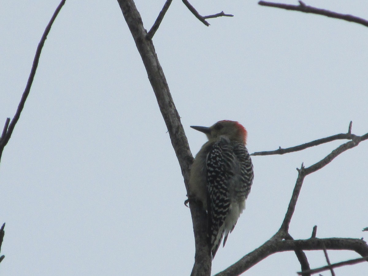 Red-crowned Woodpecker - ML646651189