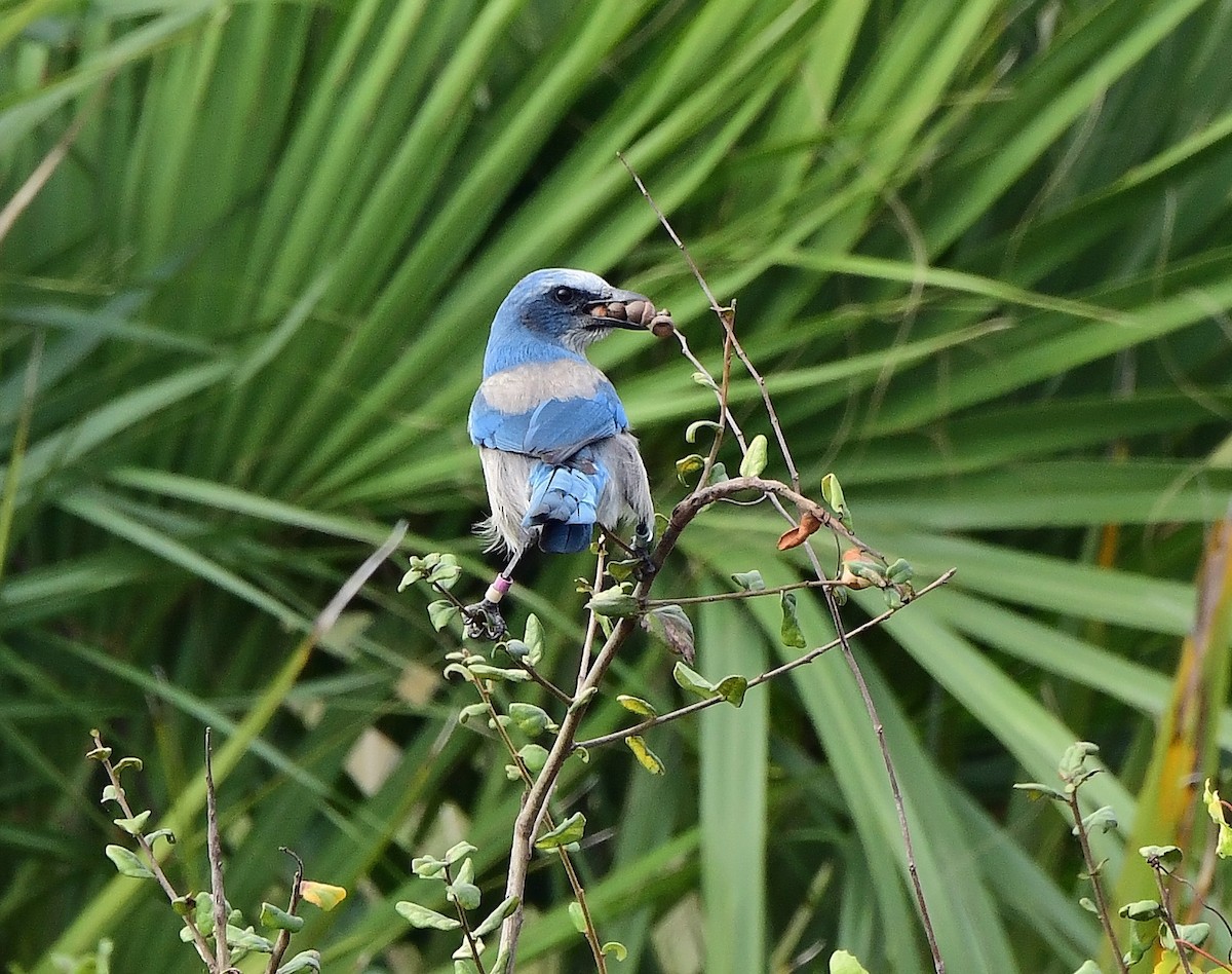 Geai à gorge blanche - ML646651191