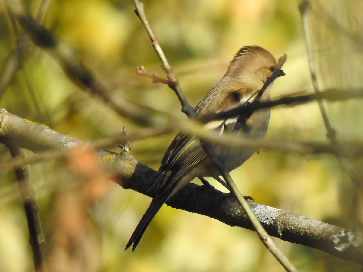 Common Chaffinch - ML646651192