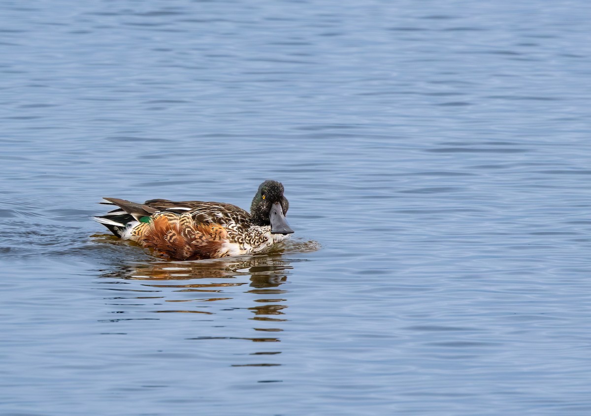 Northern Shoveler - ML646651196