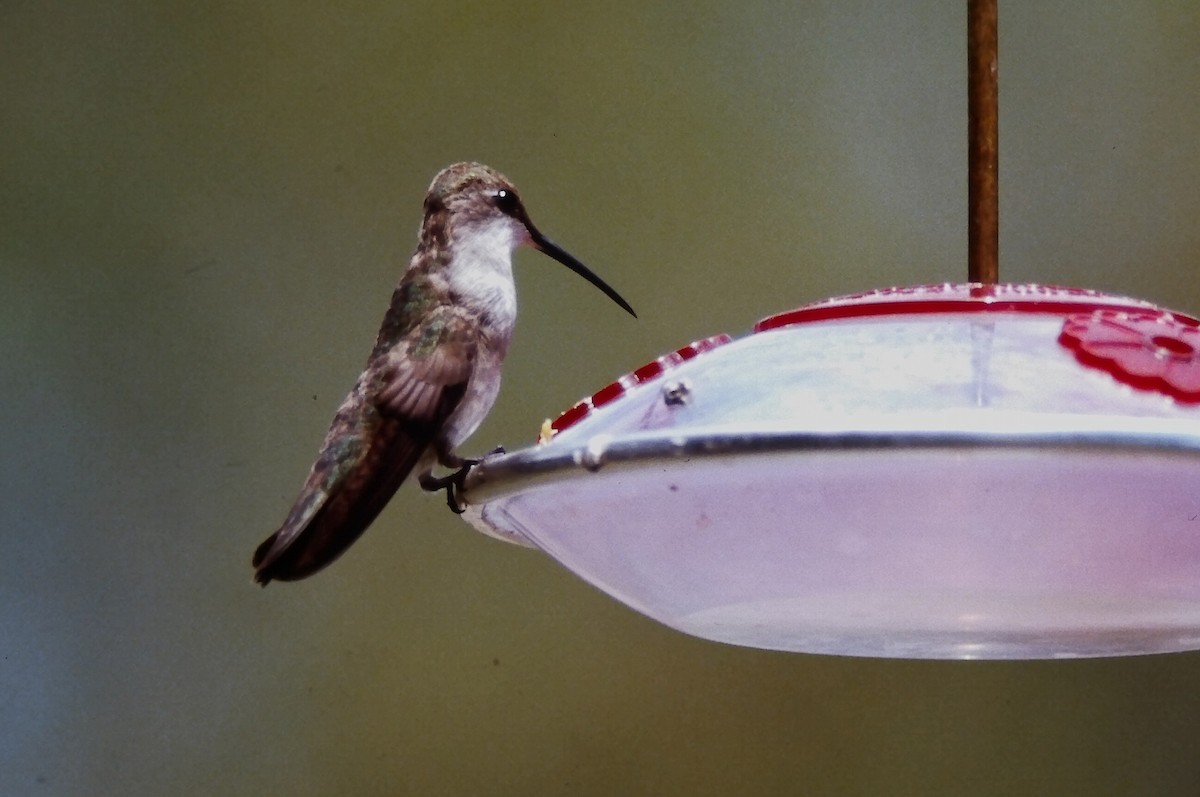 Александров колибри - ML646651198